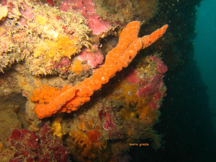 Axinellae cannabina